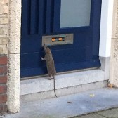 Ratje_thuis.JPG